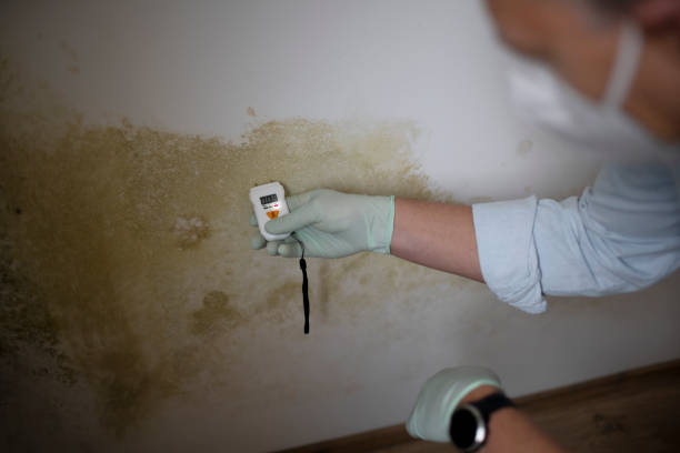 Mold Removal and Inspection in Northville, NY